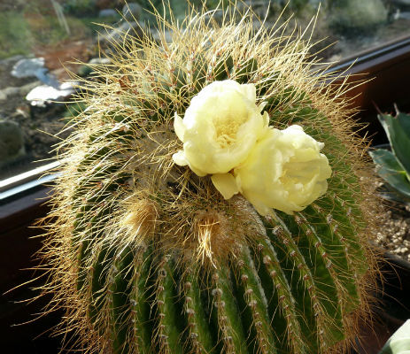 Notokaktus schumannianus